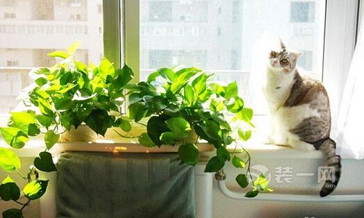 猫爸猫妈的幸福生活 记录我四室一厅的中式桃花源