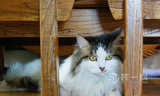 猫爸猫妈的幸福生活 记录我四室一厅的中式桃花源